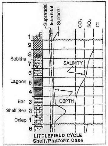 Littlefield's cycle diagram shelf platform case